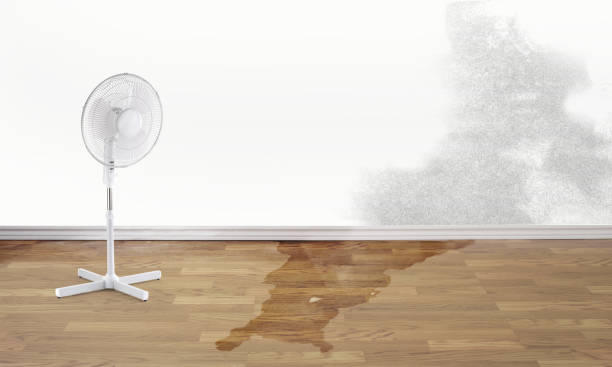 Best Water damage cleanup near me  in Shelby, MT
